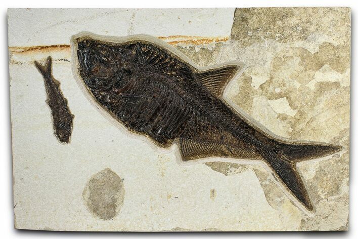Multiple Fossil Fish (Diplomystus & Knightia) Plate - Wyoming #370908